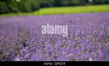 Schönes violettes Lavendelfeld in der Provinz. Konzept der Medizin, Fragile und aromatische Produkte. Lila Lavendel blühte Blumen. Stockfoto