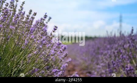 Schönes violettes Lavendelfeld in der Provinz. Konzept der Medizin, Fragile und aromatische Produkte. Lila Lavendel blühte Blumen. Stockfoto