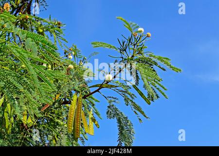 Weiße Bleibäume oder Tamarindenblüten und Samen (Leucaena leucocephala) Stockfoto