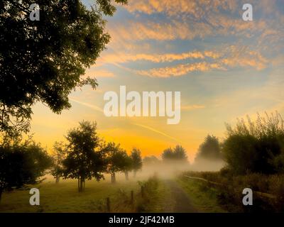 Am frühen Morgen umgibt Nebel die Bäume bei Sonnenaufgang auf Monk Strey. York. North Yorkshire. UK Stockfoto