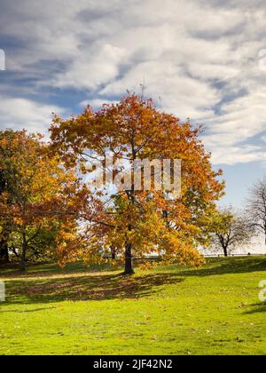 Herbstfarbener Baum im Feld in York. Stockfoto