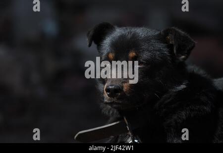 Schwarzer Mischlingshund, der unter Lebensbedingungen in der Nähe ihres Standes an eine Kette gekettet war, und in die Kamera schauende Futterschüsseln. Yard junger Hund auf einer Kette. Natürliche ländliche Umgebung Stockfoto