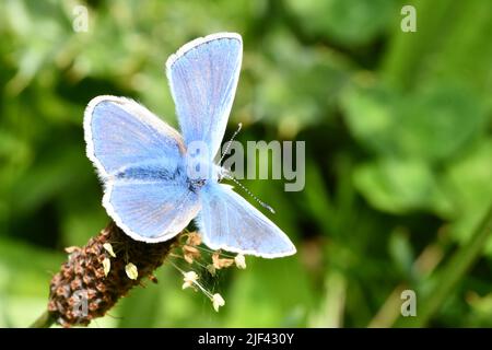 Schmetterling Stockfoto