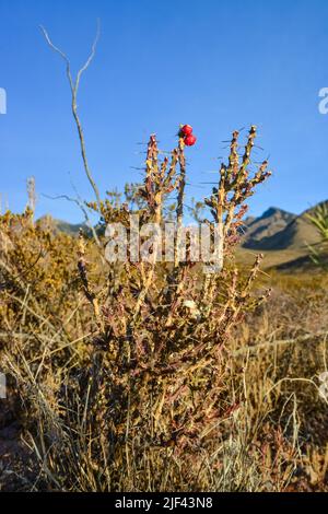 USA Natur, Kaktus Cylindropuntia sp. Vor dem Hintergrund der Wüstenvegetation und Berglandschaft, New Mexico, USA Stockfoto