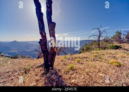 Schwer verkohlter Baum in einem Wald östlich von Shoshone Point, der vor vielen Jahren durch einen Waldbrand im Grand Canyon Arizona verbrannt wurde. Stockfoto