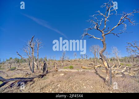 Tote Bäume in einem Wald östlich von Shoshone Point, der vor vielen Jahren durch einen Waldbrand am Grand Canyon Arizona verbrannt wurde. Stockfoto