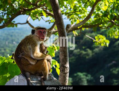 Maqaques-Affen, Mutter und Kind, Dambulla, Sri Lanka Stockfoto