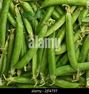 Grüne Erbsenschoten Hintergrund, vegane Rohkost, Bio-Bauernprodukte, Nahaufnahme Stockfoto