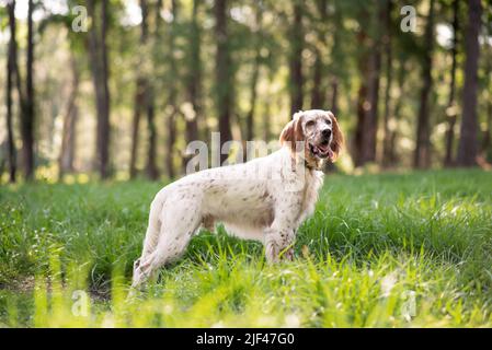 Englischer Setter Hund auf einer Wiese im Wald. Hund in einem Park an einem sonnigen Tag. Stockfoto