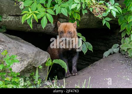 Buschhund (Speopothos venaticus) am Eingang der Höhle, Hunde aus Mittel- und Südamerika Stockfoto