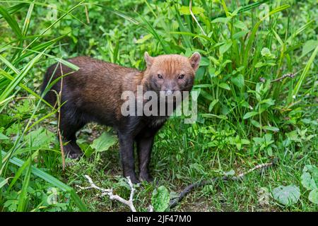 Bush Hund (Speothos venaticus) canid native nach Mittel- und Südamerika Stockfoto