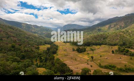 Reisfelder auf dem Land. Landwirtschaftliche Landschaft in Sri Lanka. Stockfoto