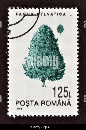 Abgesagte Briefmarke gedruckt von Rumänien, die Buche (Fagus sylvatica) zeigt, um 1994. Stockfoto