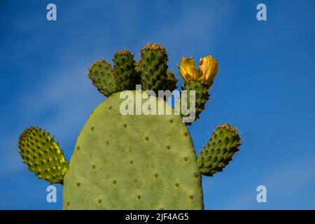 Blühender Kaktus aus stacheliger Birne am blauen Himmel. Für Text platzieren Stockfoto