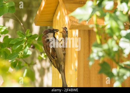 Männlicher Haussparrow, der das Baby durch ein Loch im Nistkasten füttert, Baby mit dem Kopf, Passer domesticus, Nistkasten, Sussex, UK, Juni Stockfoto