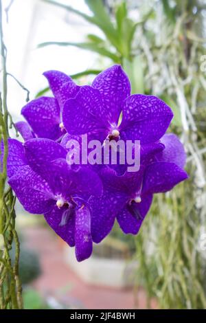 Lila vanda Orchidee in Blüte Stockfoto