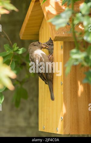 Baby Jungling House Sparrow wird von Mutter am Loch im Nistkasten gefüttert, Passer domesticus, Nistkasten, Sussex, UK, Juni Stockfoto