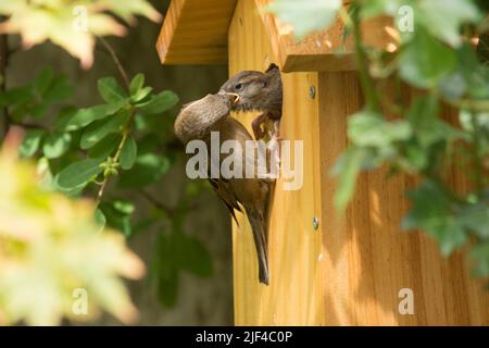 Baby Jungling House Sparrow wird von Mutter am Loch im Nistkasten gefüttert, Passer domesticus, Nistkasten, Sussex, UK, Juni Stockfoto