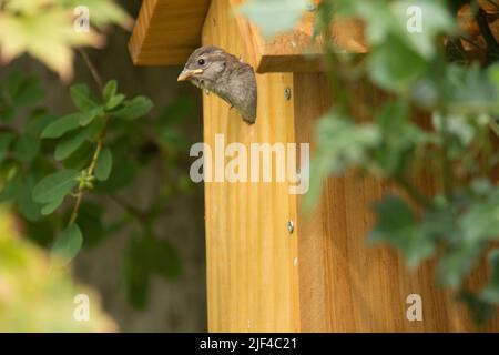 Baby Jungling House Sparrow, der seinen Kopf aus dem Nistkasten setzt, in der Nähe des Fluges, Passer domesticus, Nistkasten, Sussex, Großbritannien, Juni Stockfoto