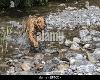 Hund englisch Cocker Spaniel spielt im Fluss Stockfoto