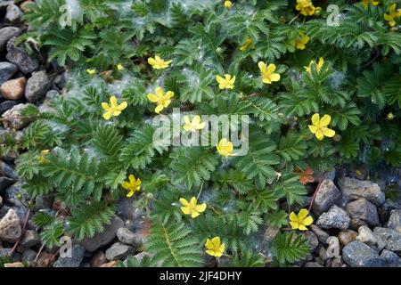 Potentilla anserina, auch bekannt als Argentinische Anserina, mit unscharfem Hintergrund auf der Wiese. Stockfoto