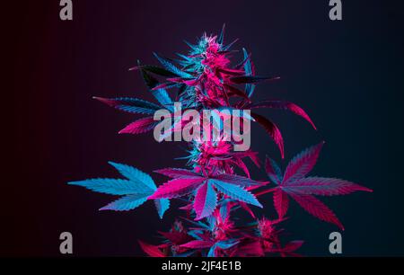 Cannabis Kraut in lila und blauen Neonfarbe. Blühender medizinischer Marihuana-Busch in farbigem Licht auf dunklem Hintergrund. Schöne Pflanze von Hanf in Stockfoto