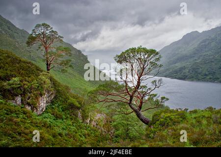 KINLOCH HOURN LOCH HOURN KNOYDART SCHOTTLAND IM FRÜHSOMMER UND STARKER REGEN ÜBER VERDREHTEN SCHOTTISCHEN KIEFERN Stockfoto