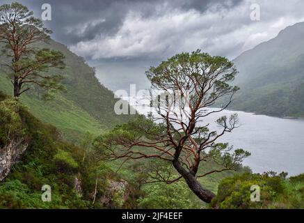 KINLOCH HOURN LOCH HOURN KNOYDART SCHOTTLAND FRÜHSOMMER DAS MEER LOCH UND REGEN ÜBER SCHOTTISCHEN PINIEN Stockfoto