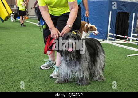 Haariger schwarz-grauer Pelz koloerierter Hund auf der Hundeausstellung Stockfoto