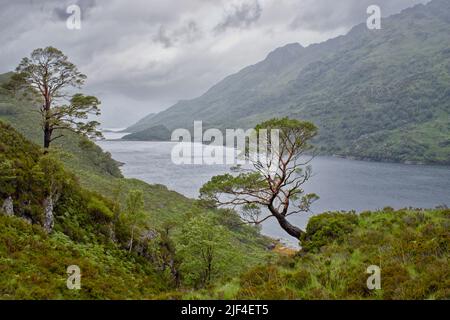 KINLOCH HOURN LOCH HOURN KNOYDART SCHOTTLAND SOMMER UND HEFTIGER REGEN ÜBER VERDREHTEN SCHOTTISCHEN KIEFERN Stockfoto