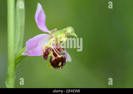 Single Bee Orchid Flower, Ophrys apifera, gegen Einen diffusen grünen Hintergrund, Copyspace, New Forest UK Stockfoto