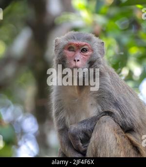 Porträt eines Rhesus-Makaken-Affen. Dieses Foto wurde aus Sundarbans, Bangladesch, aufgenommen. Stockfoto