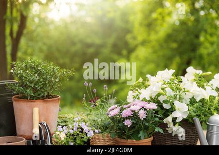 Verschiedene Topfblumen, Kräuter, Gartengeräte auf grünen Gartenbäumen Hintergrund. Hobby-Konzept mit Pflanzen, Blumentöpfen auf Holzterrasse im sonnigen Garten. Florales Design für die Hausdekoration Stockfoto