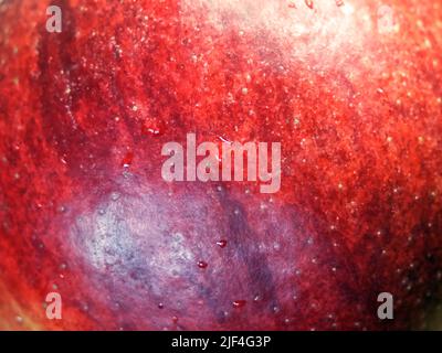 Wassertropfen auf der Schale eines reifen roten Apfels, ein Makroschuss. Stockfoto
