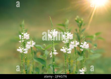 Gehorsame Pflanze Physostegia virginiana Alba Gehorsam falsche Libelle. Stockfoto