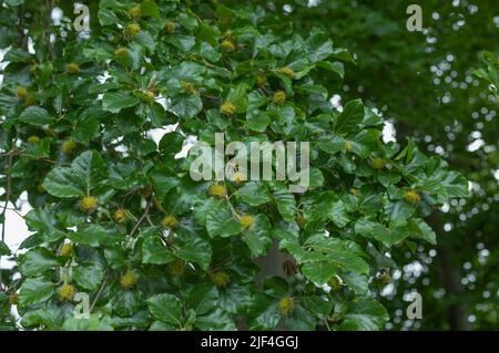 In den Sommermonaten entwickeln sich auf dem Baum vor einem verschwommenen Hintergrund Buchennüsse Stockfoto