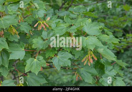 Die sich entwickelnden Samen des Platanenbaums, die im Sommer durch die Farbe gehen, ändern sich Stockfoto