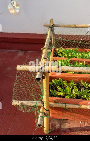 Detail einiger Radieschen, die in mehreren Plastiktöpfen gepflanzt wurden, die vor Vögeln geschützt sind, mit einer Struktur aus Schilf und Netzen in einem städtischen Garten. Stockfoto