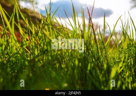 Gräser und Sonnenlichter. Natur- oder CO2-Neutralität oder Umgebungshintergrundfoto. Carbon net-zero-Konzept. Stockfoto