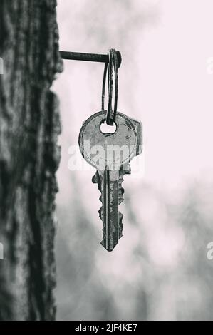 Ein Schlüssel hängt an einem Nagel, der in einem Baum steckt. Stockfoto