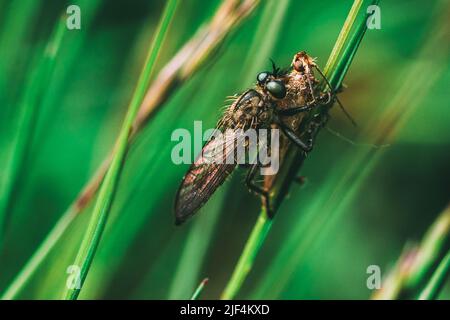 Fliegen Sie mit seiner Beute im Wiesengras. Stockfoto