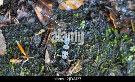 Alpine Longhorn Beetle ein Rosalia Longicorn (Rosalia alpina), ein Longhorn Beetle in seiner heimischen Umgebung in der Slowakei Stockfoto