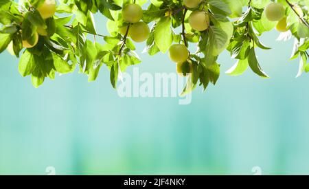 Pflaumen auf dem Pflaumenbaum. Gelbe Pflaumen hängen an Ästen Stockfoto