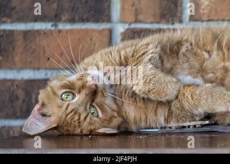 Orangefarbene/gelbe Katze, die sich mit dem Kopf nach unten legt und auf die Kamera schaut Stockfoto
