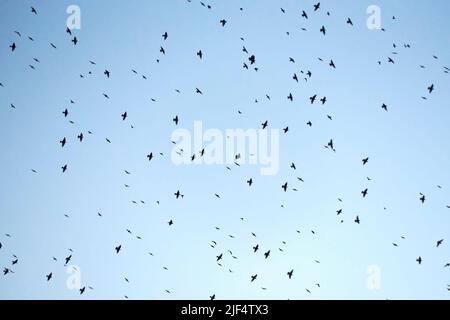 Freiliegender blauer Himmel voller Vögel, die über uns fliegen. Hintergrund, Chaos, schwarz und weiß, Flug, Stockfoto