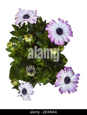 Draufsicht auf afrikanische Gänseblümchen oder Osteospermum isoliert auf weißem Hintergrund Stockfoto