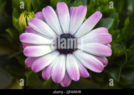 Afrikanische Gänseblümchen oder Osteospermum Blume im Garten Stockfoto