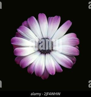 Afrikanische Gänseblümchen oder Osteospermum isoliert auf schwarzem Hintergrund Stockfoto