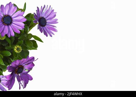 Afrikanische Gänseblümchen oder Osteospermum isoliert auf weißem Hintergrund mit Kopierraum Stockfoto