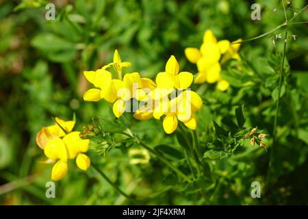 Nahaufnahme von gelben Blüten von gewöhnlicher Vogelfußklee (Lotus corniculatus), Erbsenfamilie Fabaceae. Holländischer Garten. Juni, Niederlande Stockfoto